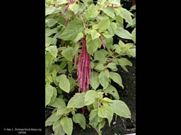 Amaranth, Amaranthus caudatus