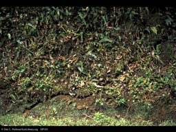 Leaf cutter ant trail in bank, Costa Rica