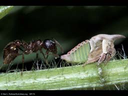 Ant and treehopper passing honeydew