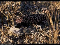 Aposematic coloration: Gila monster, Arizona, USA