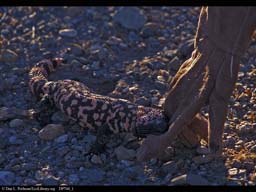 Aposematic coloration: Gila monster biting, Arizona, USA