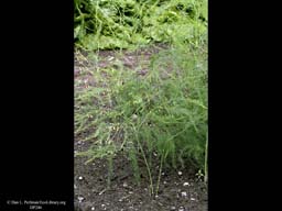 Asparagus officinalis