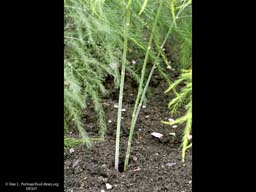 Asparagus officinalis