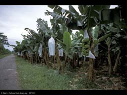 Banana plantation, Costa Rica