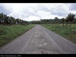 Bananas and cattle pasture, Costa Rica
