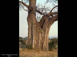 Baobab trunk with elephant damage, Tanzania