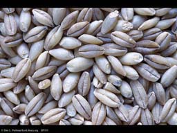 Hulled barley, Hordeum vulgare