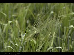 Six-rowed barley, Hordeum vulgare