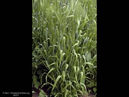 Six-rowed barley, Hordeum vulgare