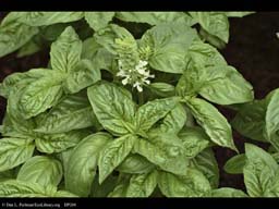 Basil, Ocimum basilicum, in flower