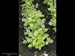 Adzuki bean, Phaseolus angularis