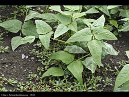 Lima bean bush, Phaseolus lunatus