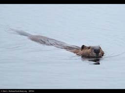 Beaver swimming, Massachusetts, USA