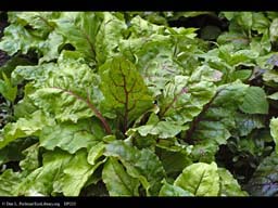 Beet, Beta vulgaris