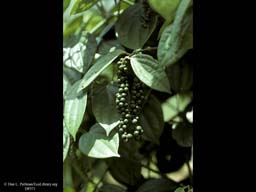 Black pepper, Piper nigrum
