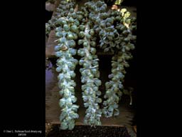 Brussels sprouts, Brassica oleracea