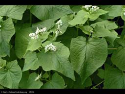 Buckwheat, Fagopyrum esculentum