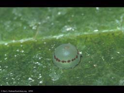 Butterfly egg, Morpho life cycle