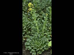 Chinese cabbage, Brassica rapa