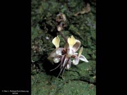 Cacao flower, Theobroma cacao