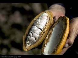 Cacao fruit cut open, Theobroma cacao