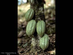 Cacao fruits on tree, Theobroma cacao