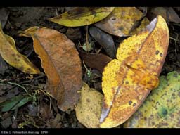 Camouflaged yellow moth, Costa Rica