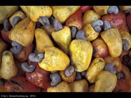 Cashew fruits, Anacardium occidentale