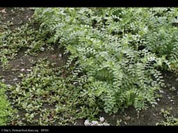 Chickpeas, Cicer arietinum