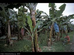 Child in banana plantation, Costa Rica