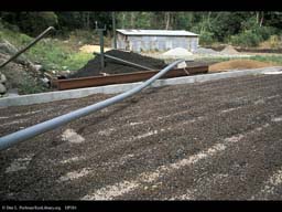 Coffee beans drying in sun, Coffea arabica