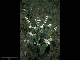 Flowering coffee bush, Coffea arabica