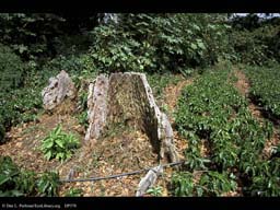 Coffee bushes with large tree stump