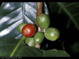 Coffee fruits, Coffea arabica