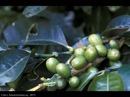 Coffee fruits, Coffea arabica