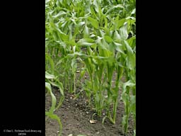 Sweet corn or maize, Zea mays