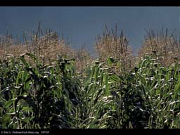 Corn or maize,Zea mays