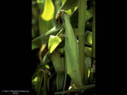 Corn or maize, Zea mays, developing cob