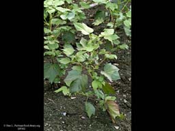 Cotton, Gossypium herbaceum