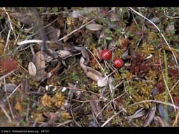 Cranberry, Vaccinium macrocarpon