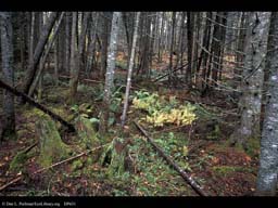 Decaying stumps in spruce-fir forest, Vermont, USA