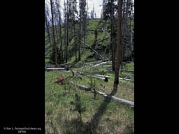 Disturbance: 12 years after Yellowstone fire