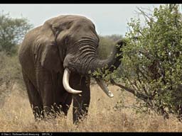 Elephant feeding on shrub, Tanzania