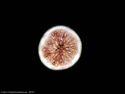 Fig, Ficus carica (cross-section)
