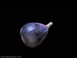 Fig, Ficus carica