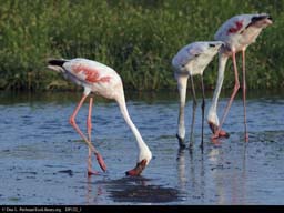 Flamingos feeding near Lake Natron, Tanzania