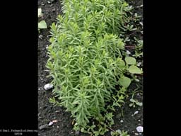 Flax, Linum usitatissimum