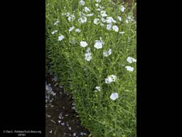 Flax, Linum usitatissimum, in flower