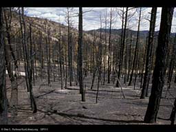 Forest fire: incinerated area