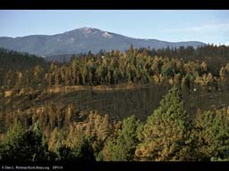 Forest fire: patchy burnt areas 1